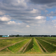 Illustration for article titled How This Simple Landscaping Project Quiets an Airports Roar
